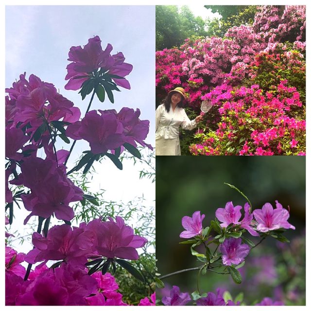 華中地區最具生物多樣性的賞花勝地——武漢植物園