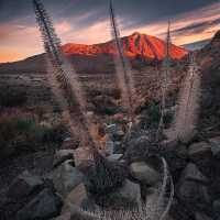 Canary Islands