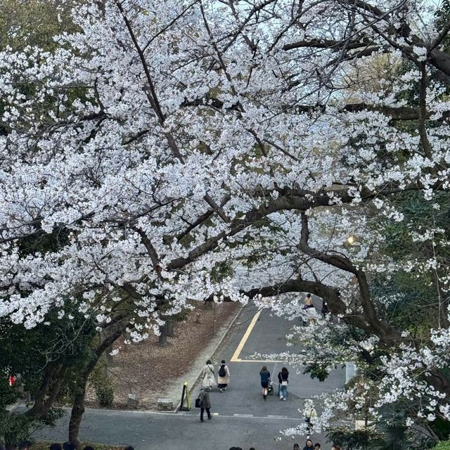 感受生活in🇯🇵｜大阪✈️時隔5年的出國行