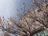 🌸釜山大學，邂逅浪漫櫻海🌸