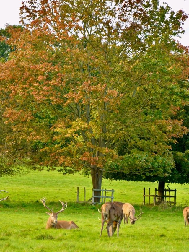 Wollaton Hall and Gardensand Deer Park in Nottingham 