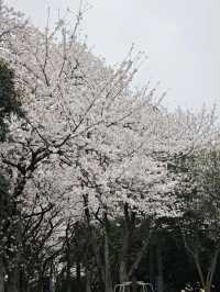 🌸济州島三無公園櫻花，簡直美到心巴上啦！🌸