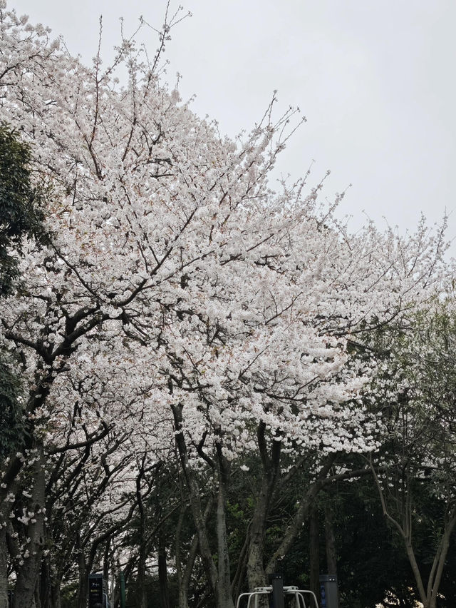 🌸济州島三無公園櫻花，簡直美到心巴上啦！🌸