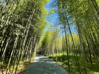 Xi'an micro-vacation: Wander around Louguan – less crowded, peaceful, and carefree