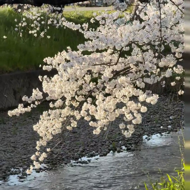 救命！名古屋岩倉五条川現實版《小森林》櫻花秘境！