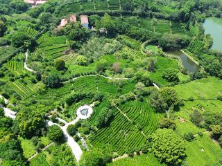 Yan Nanfei Tea Field Scenic Area