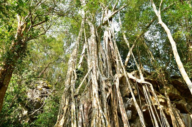 西雙版納熱帶植物園：熱帶植物王國