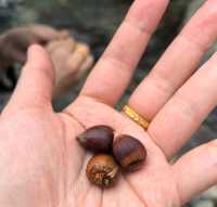 《山靄深處：與簷角苔衣的千年私語》