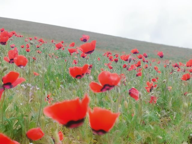 穿越6000公里！只為帶媽媽追新疆天山紅花