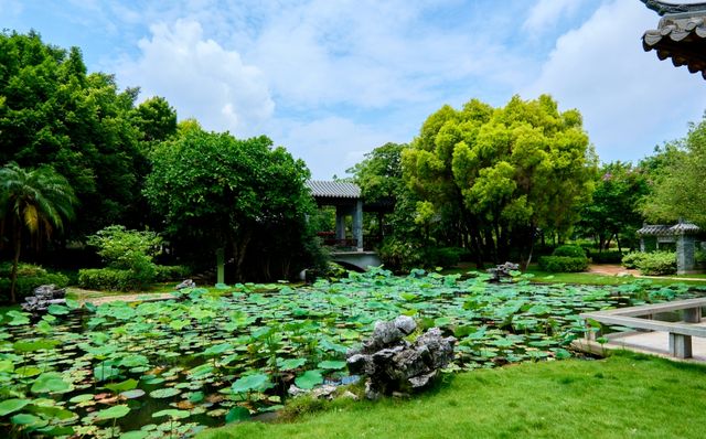 滿池粉白映碧葉，園博苑木化石園荷花初綻迎客來
