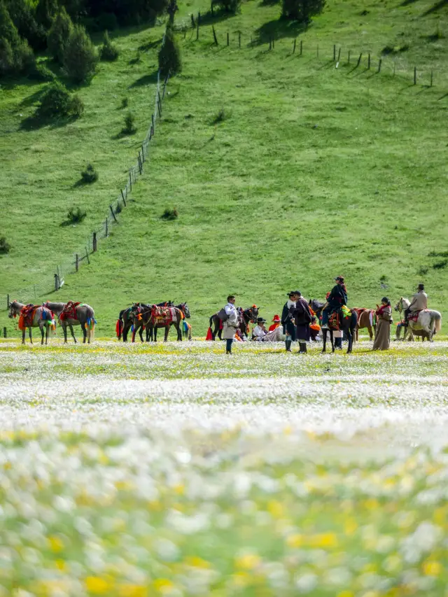 80km Flower Sea in Western Sichuan