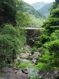 竹海聽白噪音 腦內彈幕清零