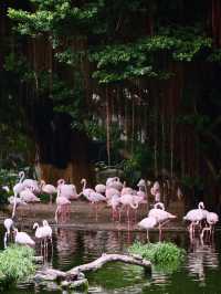 **【香港の隠れ家スポット！九龙公園の魅力ガイド】**