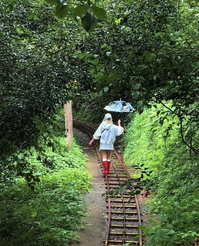 昆明1小時直達「天空索橋」森林之巔