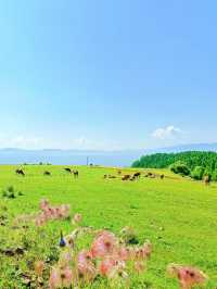 22℃森林氧吧！解鎖邊境小城的朝鮮族風情