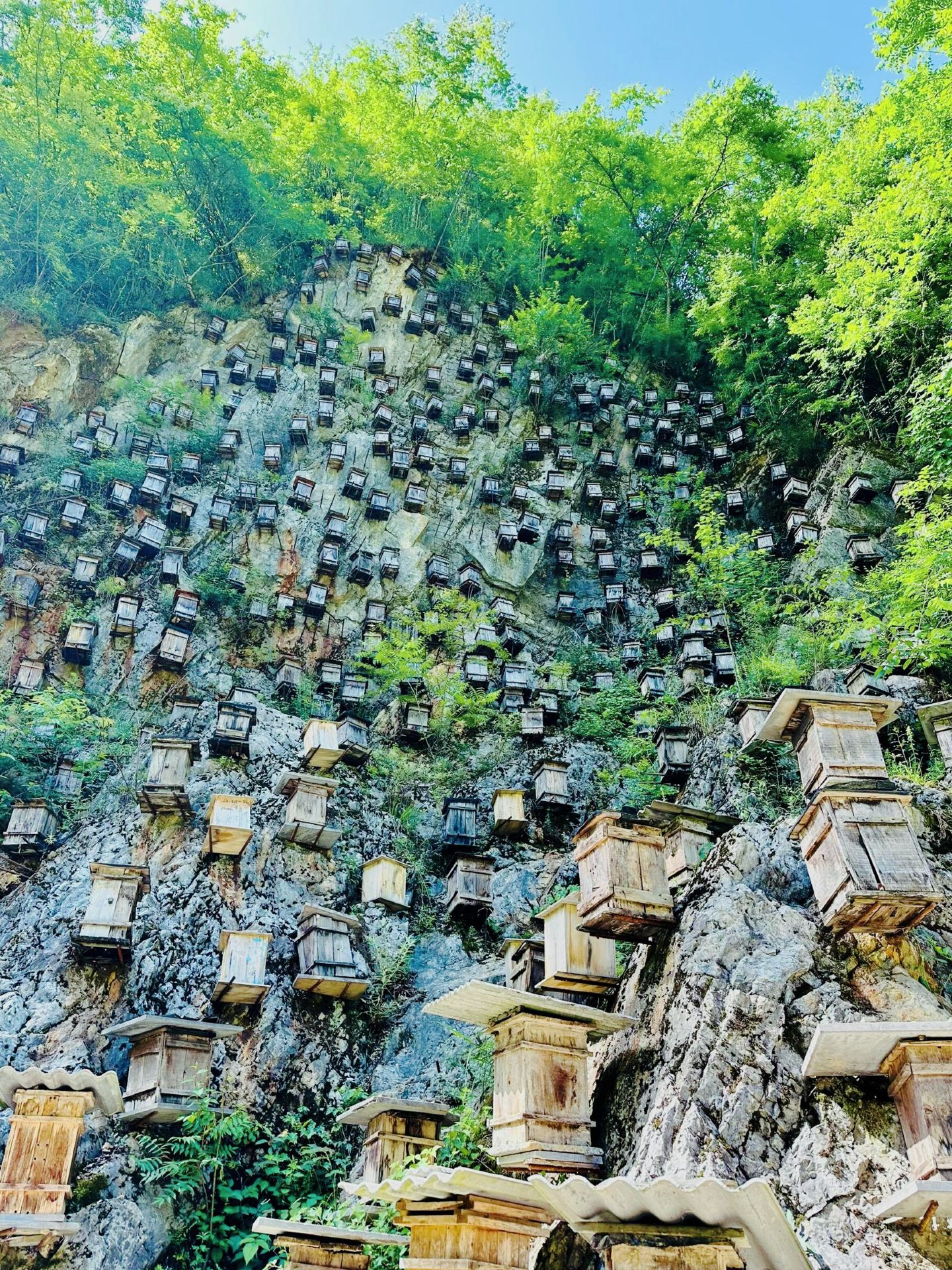 Escape the 40°C Heat! Detailed Self-Drive Route from Shennongjia → Wushan
