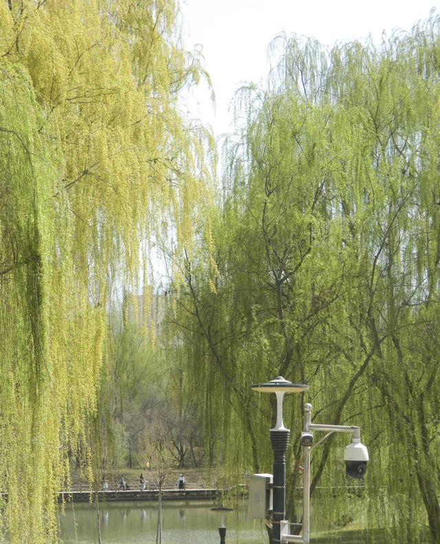 安寧銀灘濕地公園