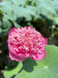盛夏時節，一定要去一趟廣州蓮花山啊