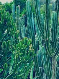 探秘廈門植物園：萬石山下的綠色寶藏】**  
