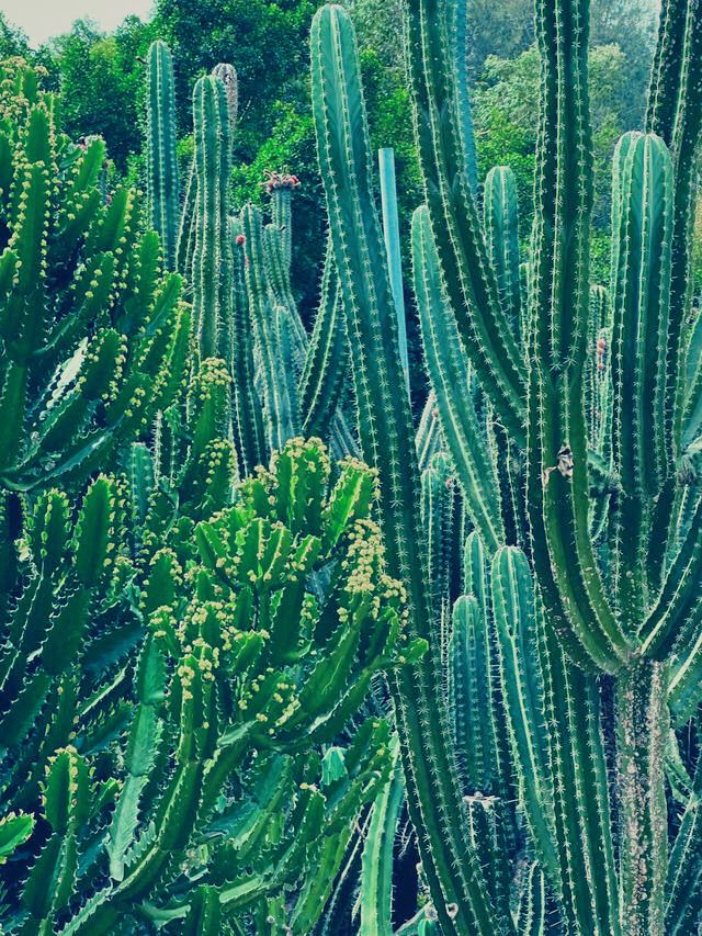 探秘廈門植物園：萬石山下的綠色寶藏】**  