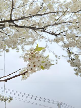 Shayang Cherry Blossom Tribe → Jingshan Camellia Garden | A One-Day Double Blossom Road Trip