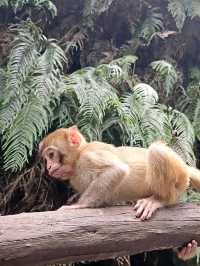 Epic Jungle Adventure: Golden Whip Valley Walk in Zhangjiajie 🌲🐒