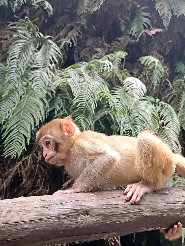 Epic Jungle Adventure: Golden Whip Valley Walk in Zhangjiajie 🌲🐒