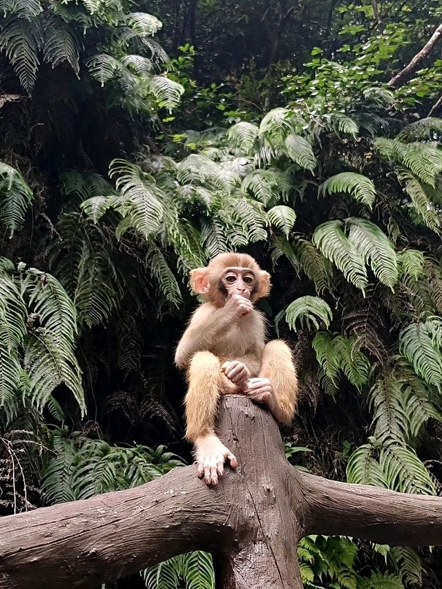 Epic Jungle Adventure: Golden Whip Valley Walk in Zhangjiajie 🌲🐒