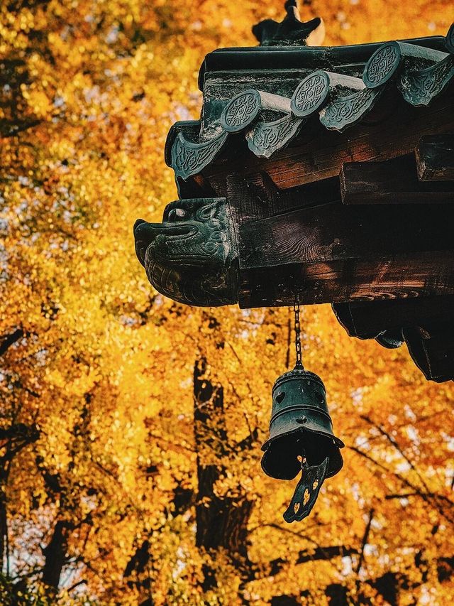有一種秋天，叫做五臺山|||一花一世界，一葉一菩提。