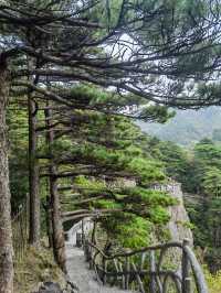 團結松，雨傘松，大王松皆迎客松