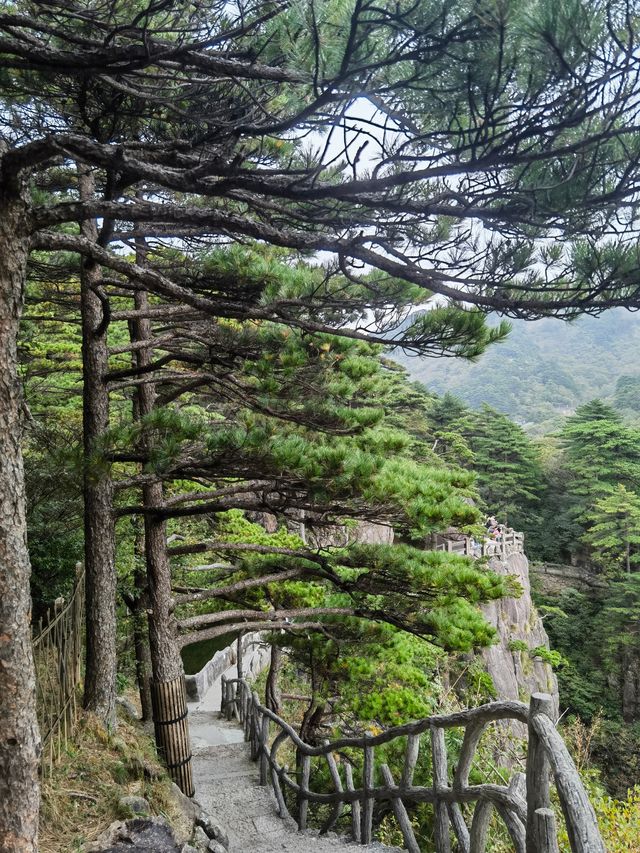 團結松，雨傘松，大王松皆迎客松