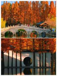 杭州湘湖！深秋紅杉+夕陽蘆葦美到窒息