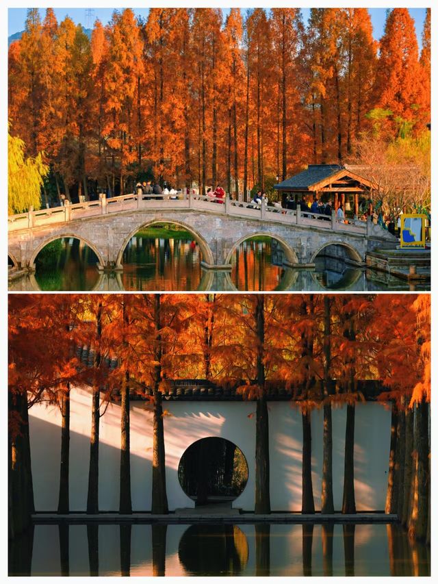 杭州湘湖！深秋紅杉+夕陽蘆葦美到窒息