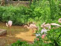 春城動物園奇遇記！20元看遍500種神奇動物！