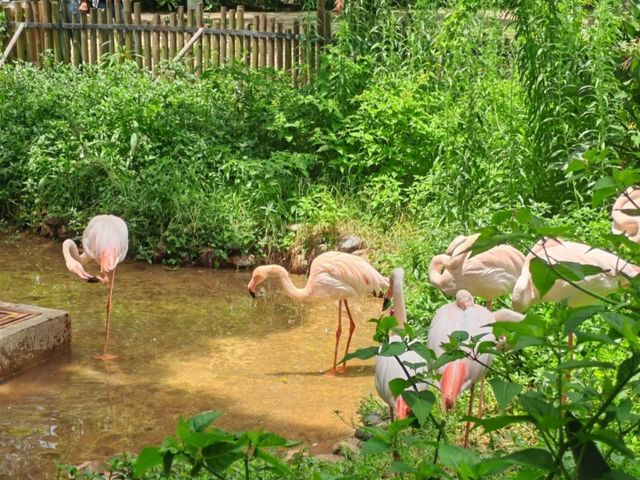 春城動物園奇遇記！20元看遍500種神奇動物！