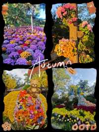 國慶後錯峰指南｜開封菊花展全攻略