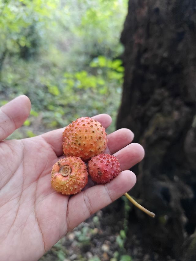 集裝箱露營新玩法