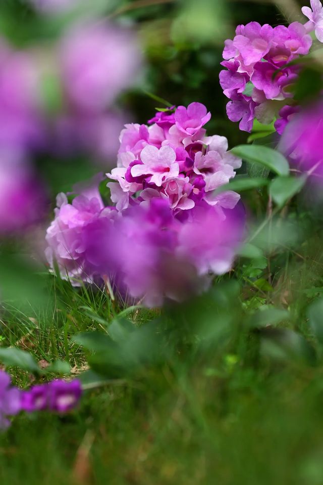 絕美花海打卡地桂花園蒜香藤驚艷綻放 絕美花海打卡地桂花園蒜香藤驚艷綻放