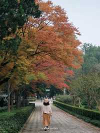 南京3日賞秋攻略看這一篇就夠了