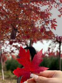 邯鄲紅葉景點推薦｜秘境天花板5處絕美人少賞秋地大