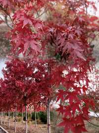 邯鄲紅葉景點推薦｜秘境天花板5處絕美人少賞秋地大