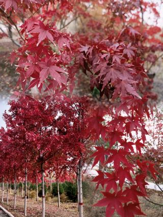 한단 추천 단풍 명소 | 인파가 적고 광활한 가을 풍경을 감상할 수 있는 숨은 보석 같은 명소 5곳