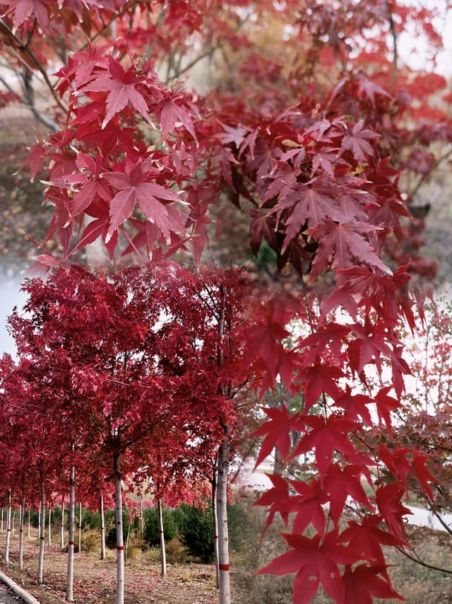 邯鄲紅葉景點推薦｜秘境天花板5處絕美人少賞秋地大