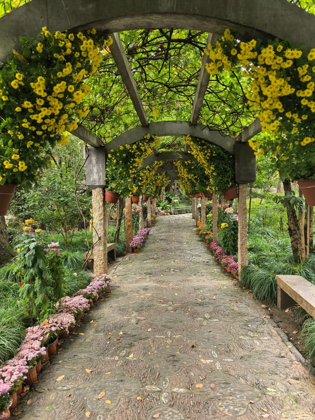 曲水園的菊花展已經幫你們看過了 曲水園的菊花展已經幫你們看過了