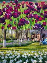 【南京綠博園大揭秘！你不知道的隱藏寶藏，絕對讓你驚喜連連！】 大家好，我是你們的旅遊探秘小達人