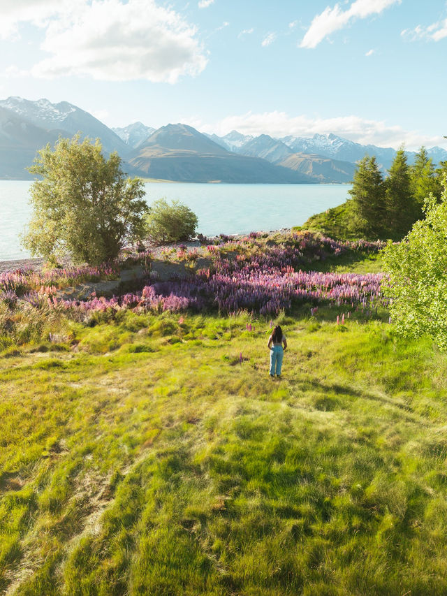 6天解鎖紐西蘭小團！人均1w+吃住行全包