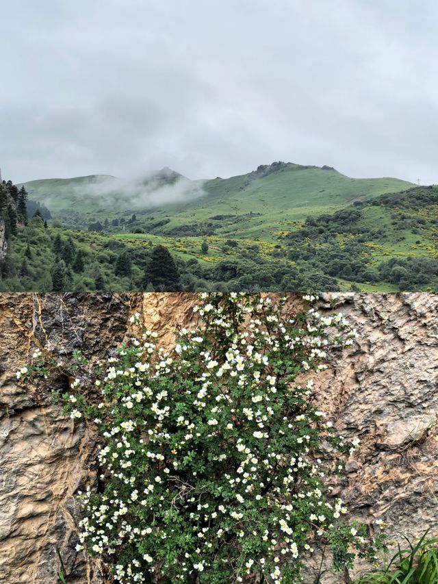 則岔石林,甘南的一顆璀璨明珠,等你來發現 則岔石林,甘南的一顆璀璨明珠,等你來發現