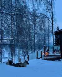 芬蘭冬日童話藍粉天空下的浪漫極光之夜