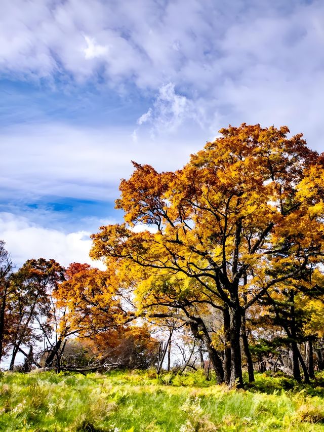 快衝！四方山秋色進入倒數計時模式