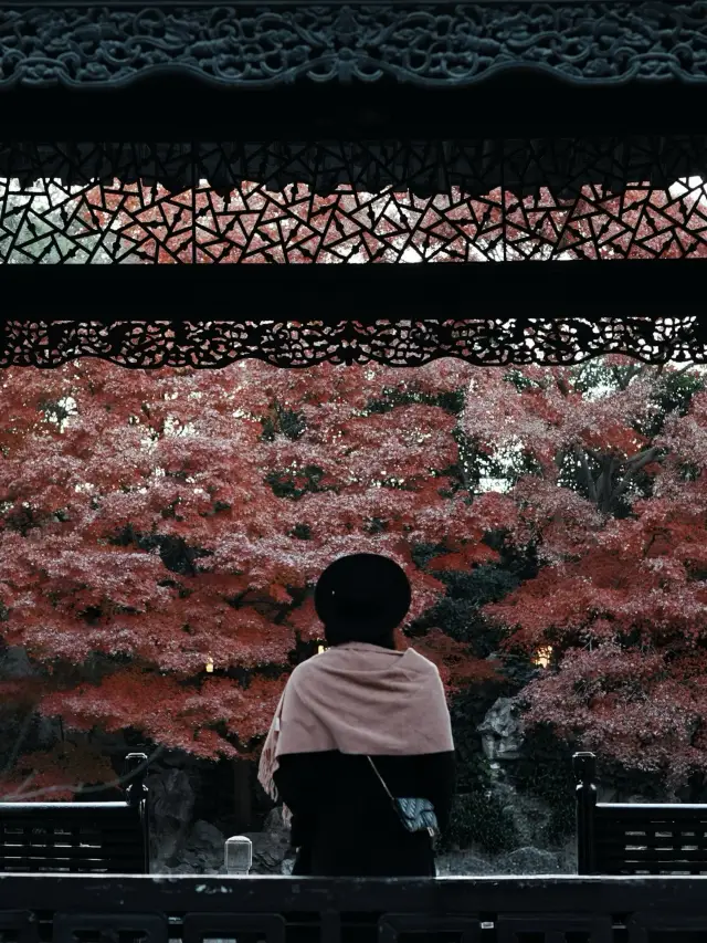 Yangzhou, the top trend of early winter Guangling starting with "Maple" 